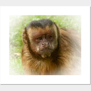 Tufted capuchin Posters and Art